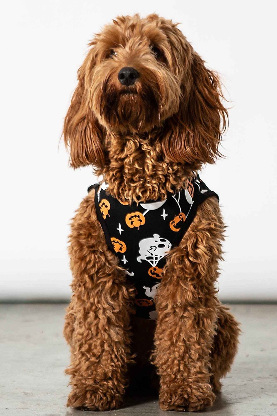 Home KILLSTAR Pets | Haunted Pumpkin Pet Vest Black